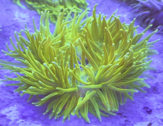 Neon Green Long Tentacle Anemone NGLTA100101 WYSIWYG Size : XXL/Show 11' and Above