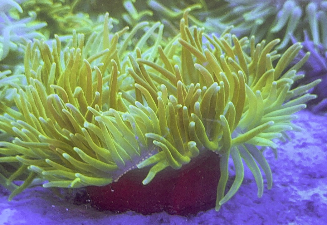 Neon Green Long Tentacle Anemone NGLTA100101 WYSIWYG Size : XXL/Show 11' and Above