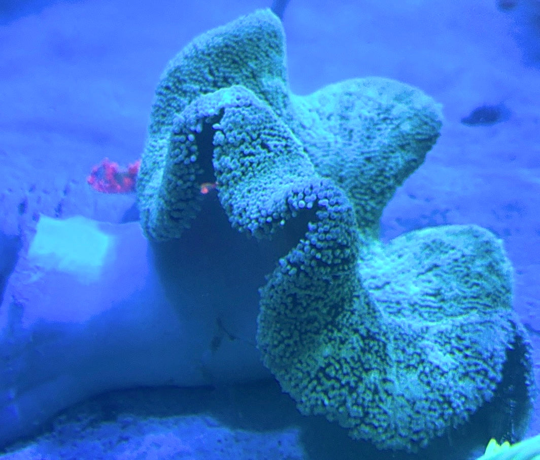 Green Carpet Anemone (Haddoni) GCA100101 WYSIWYG Size: XL 8" to 10"