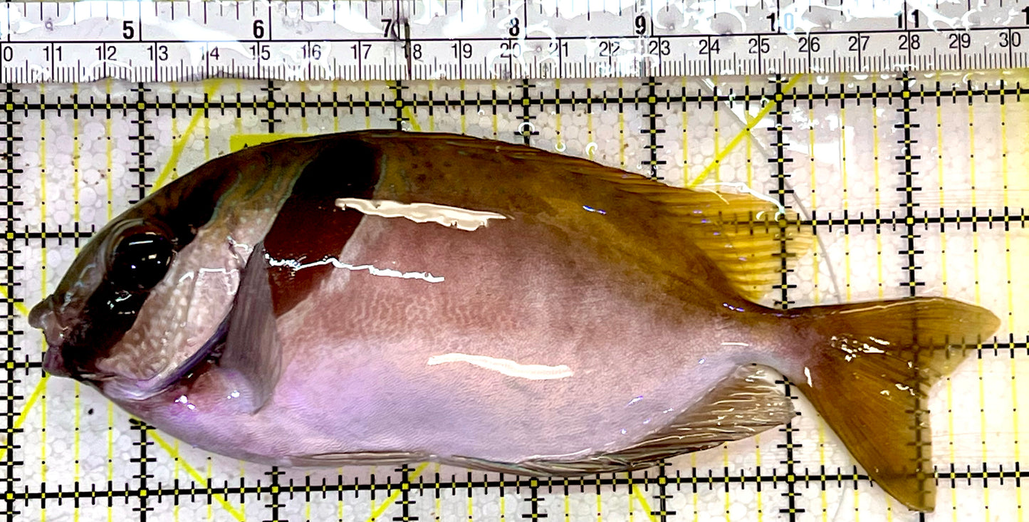 Scribbled Rabbitfish SRF051402 WYSIWYG Size: Show XXL 7.25”