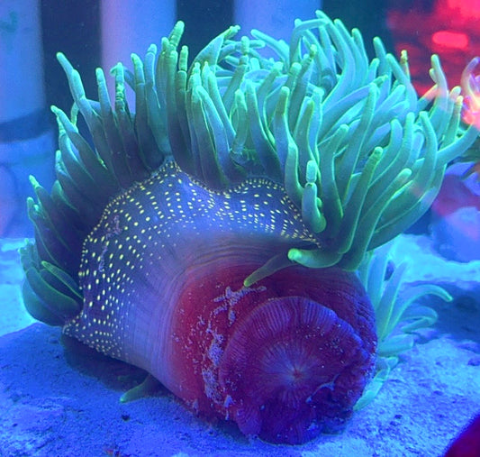 Green Long Tentacle Anemone GLTA100104 WYSIWYG Size : XXL/Show 11' and Above