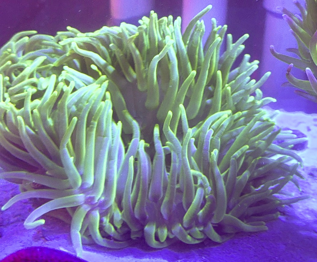 Green Long Tentacle Anemone GLTA100104 WYSIWYG Size : XXL/Show 11' and Above