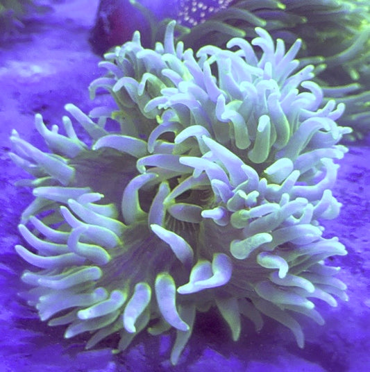 Blue Green Long Tentacle Anemone BGLTA100101 WYSIWYG Size XL: 9" to 11"