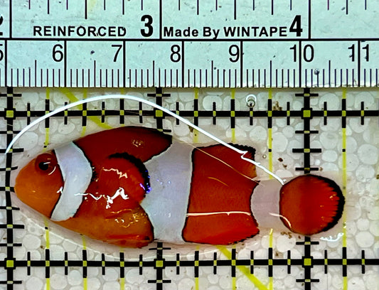 Ocellaris Clownfish OCF051501 WYSIWYG Size: L 2.25”
