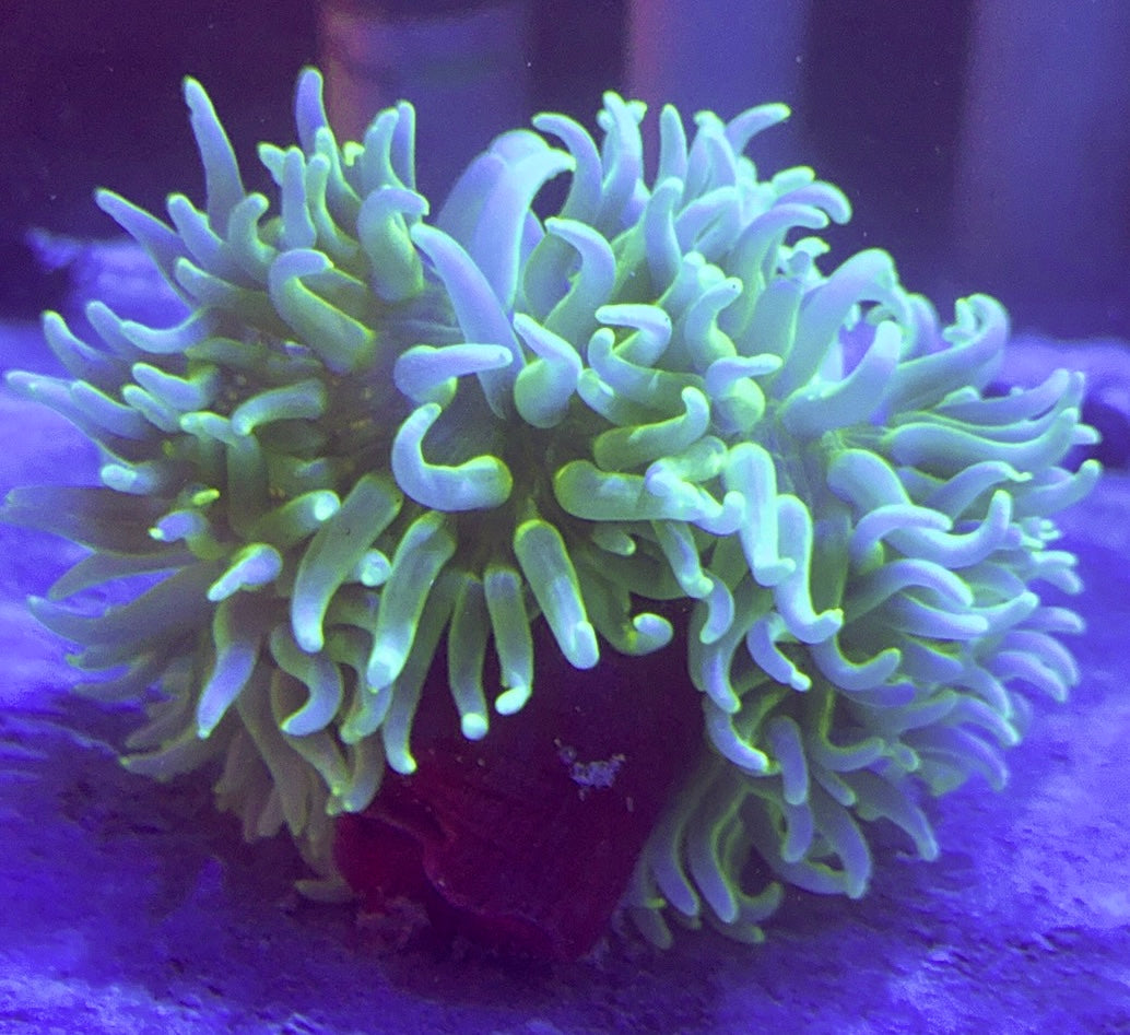 Blue Green Long Tentacle Anemone BGLTA100101 WYSIWYG Size XL: 9" to 11"