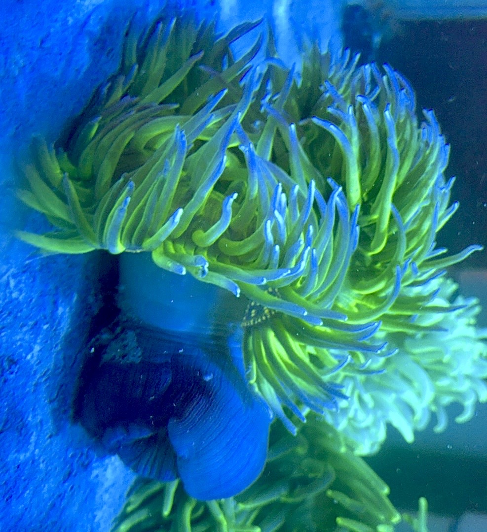 Blue Tip Long Tentacle Anemone BTLTA093001 WYSIWYG Size: XXL/ Show 11" and Above