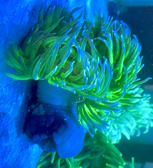 Blue Tip Long Tentacle Anemone Size: XXL/ Show 11" and Above