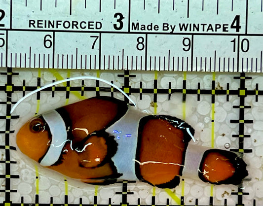 Ocellaris Clownfish OCF051502 WYSIWYG Size: L 2”