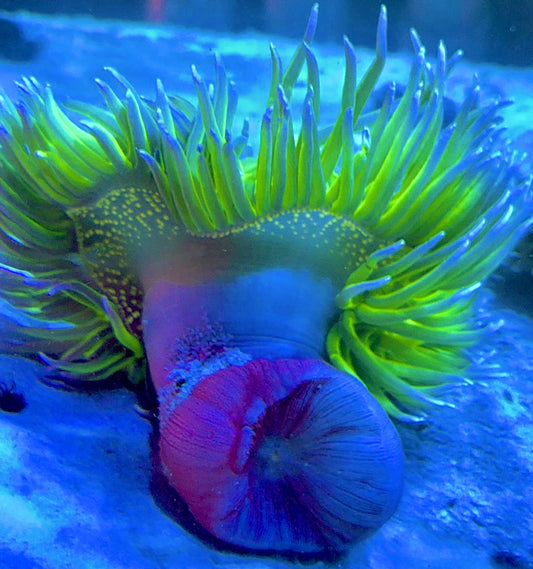 Blue Tip Long Tentacle Anemone BTLTA093001 WYSIWYG Size: XXL/ Show 11" and Above