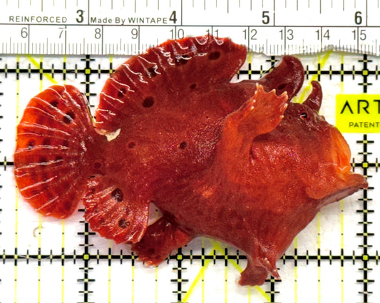 Red Warty Angler RWA072501 WYSIWYG Size: L 3.75" approx