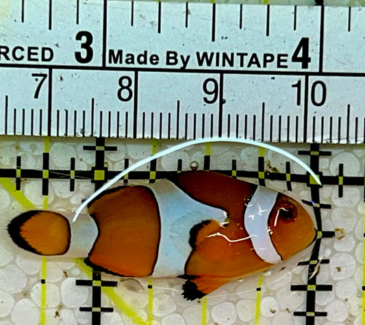Ocellaris Clownfish OCF051503 WYSIWYG Size: S 1.5"