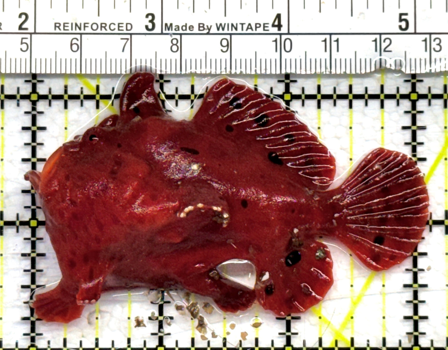 Red Warty Angler RWA072502 WYSIWYG Size: L 3.25" approx