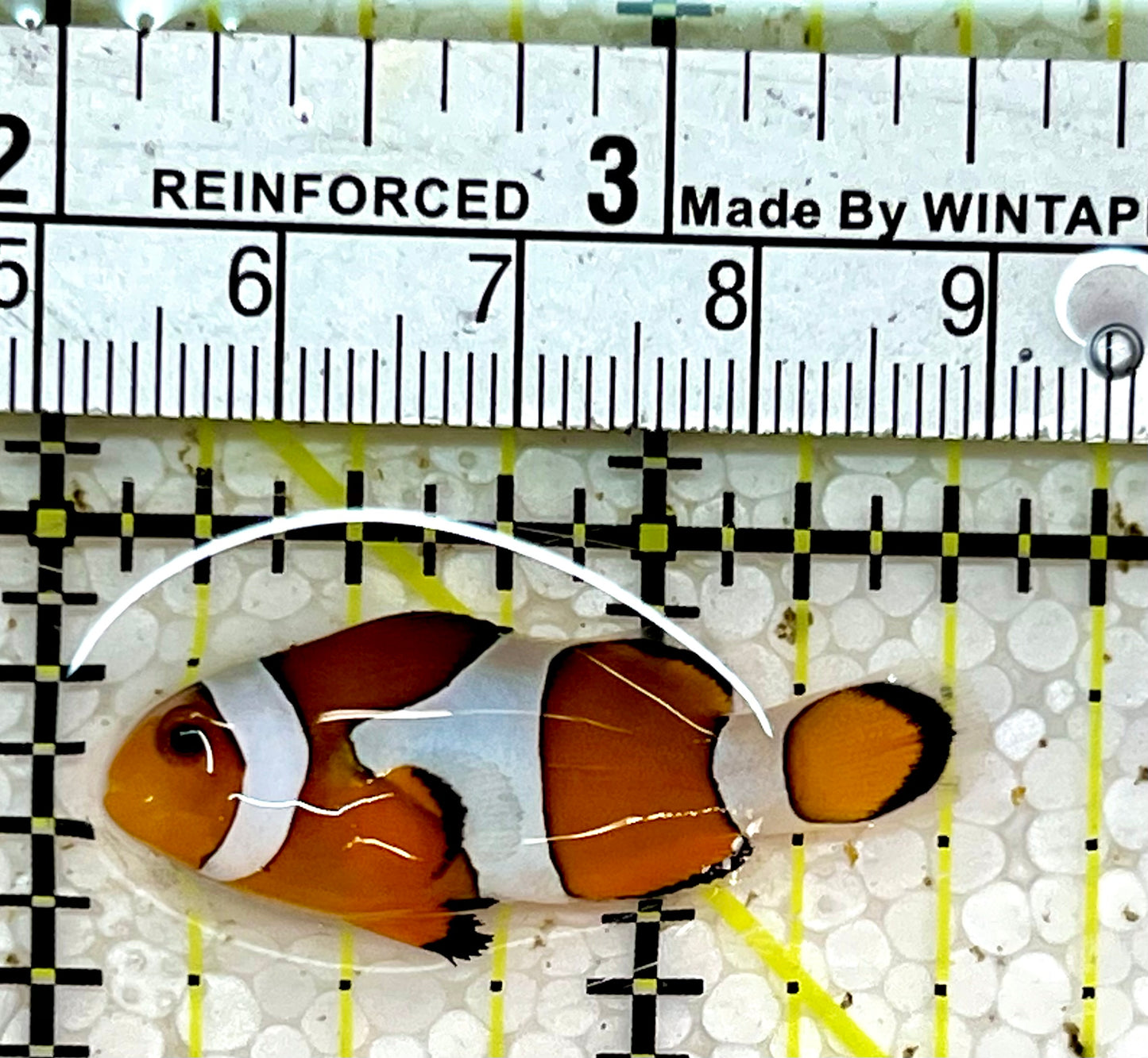 Ocellaris Clownfish OCF051503 WYSIWYG Size: S 1.5"