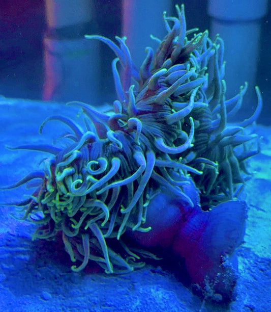 Blue Tip Long Tentacle Anemone BTLTA093002 WYSIWYG Size: XXL/ Show 11" and Above