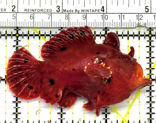 Red Warty Angler RWA072502 WYSIWYG Size: L 3.25" approx
