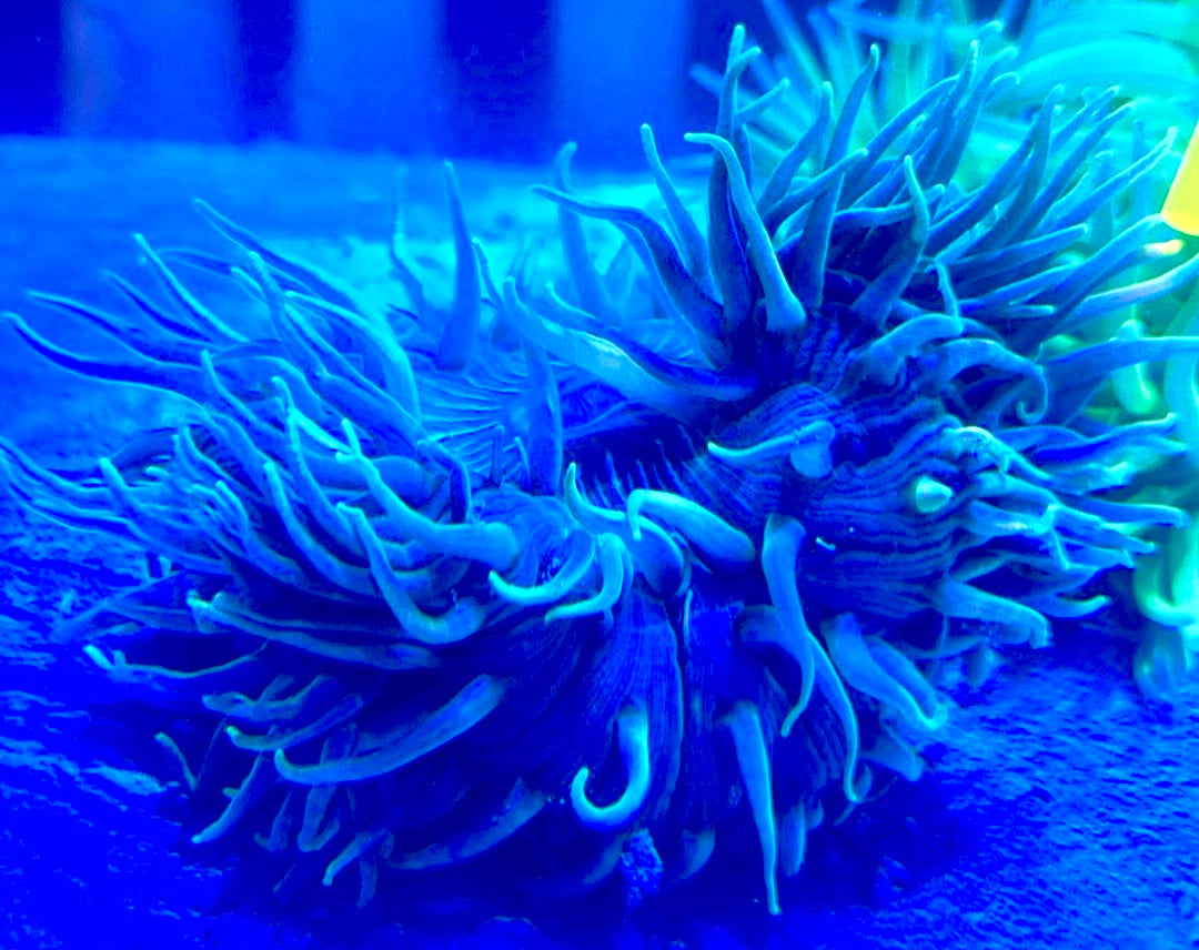Blue Tip Long Tentacle Anemone BTLTA093002 WYSIWYG Size: XXL/ Show 11" and Above
