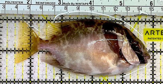 Scribbled Rabbitfish SRF051403 WYSIWYG Size: L 4.5”