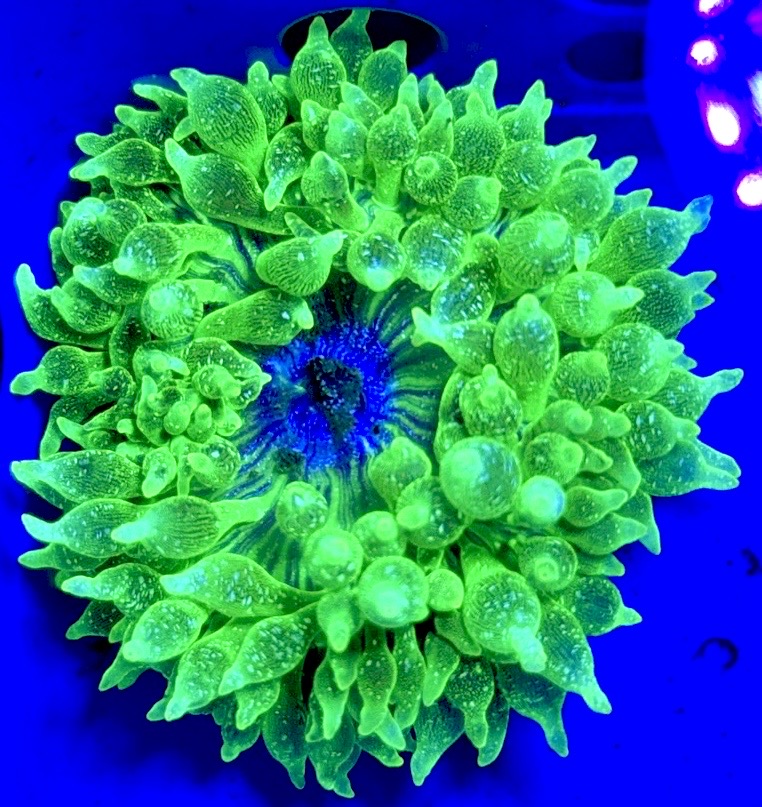 Snow Bubble Tip Anemone SBTA093003 WYSIWYG Size: XL 4" to 5"