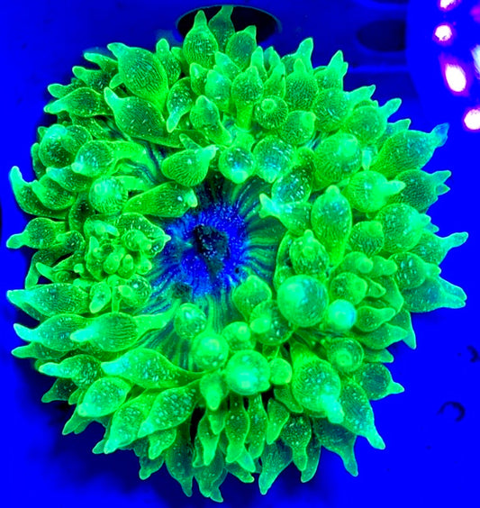 Snow Bubble Tip Anemone SBTA093003 WYSIWYG Size: XL 4" to 5"