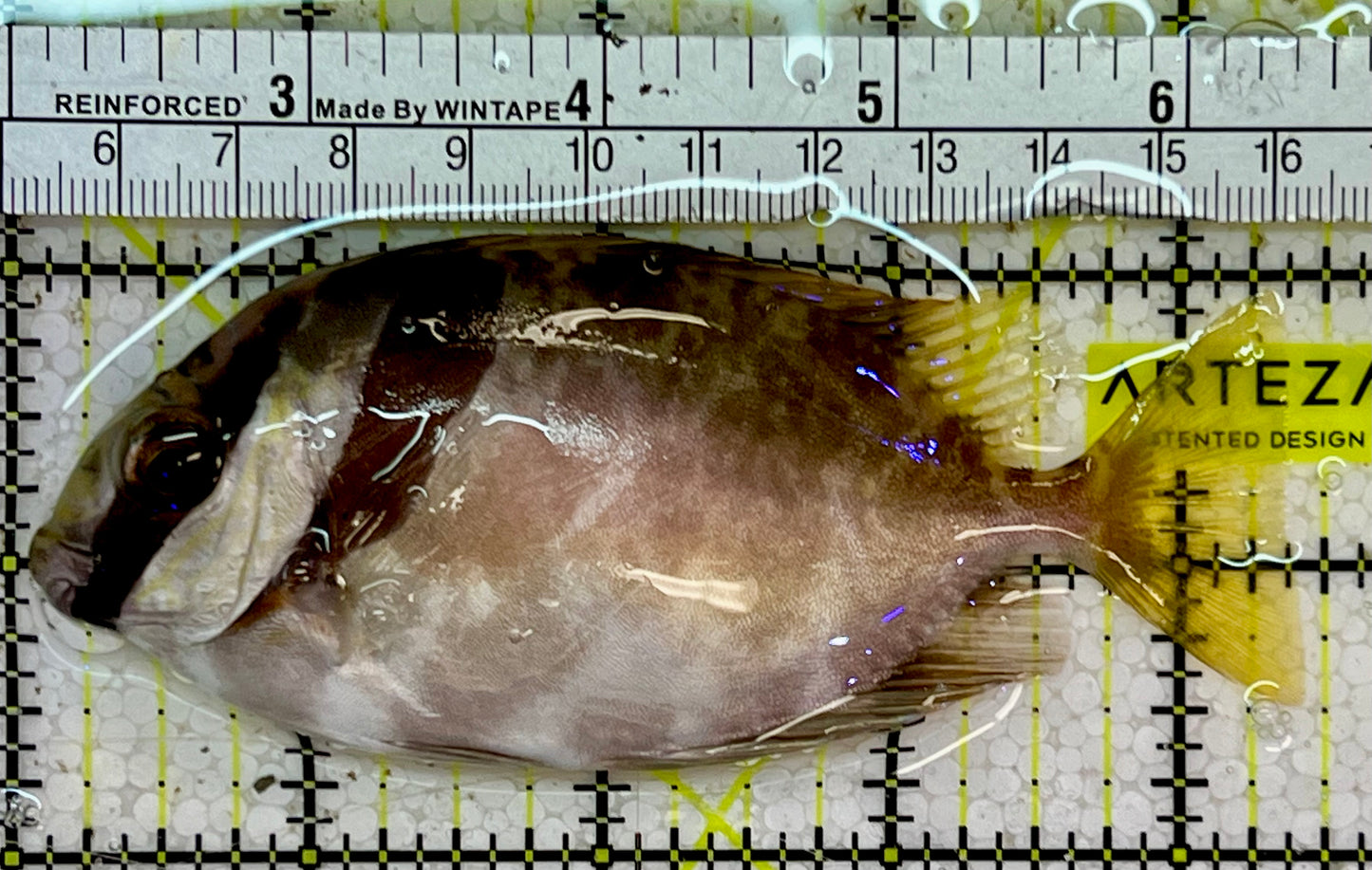 Scribbled Rabbitfish SRF051403 WYSIWYG Size: L 4.5”