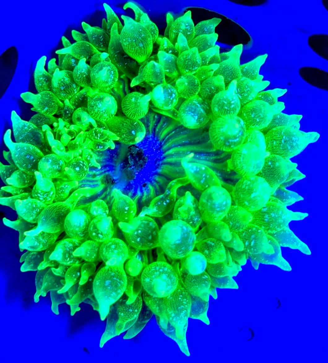 Snow Bubble Tip Anemone SBTA093003 WYSIWYG Size: XL 4" to 5"