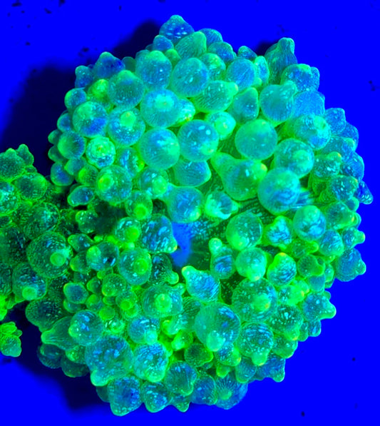 Snow Bubble Tip Anemone SBTA093001 WYSIWYG Size: L 3" to 4"
