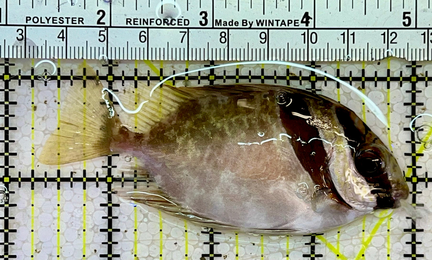 Scribbled Rabbitfish SRF051404 WYSIWYG Size: M 3.75”
