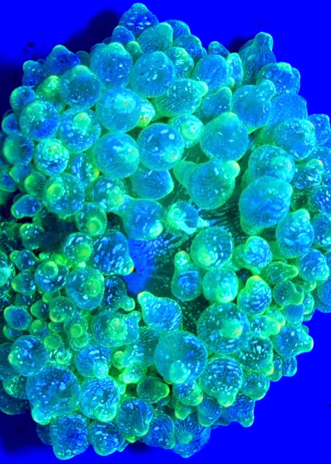 Snow Bubble Tip Anemone SBTA093001 WYSIWYG Size: L 3" to 4"