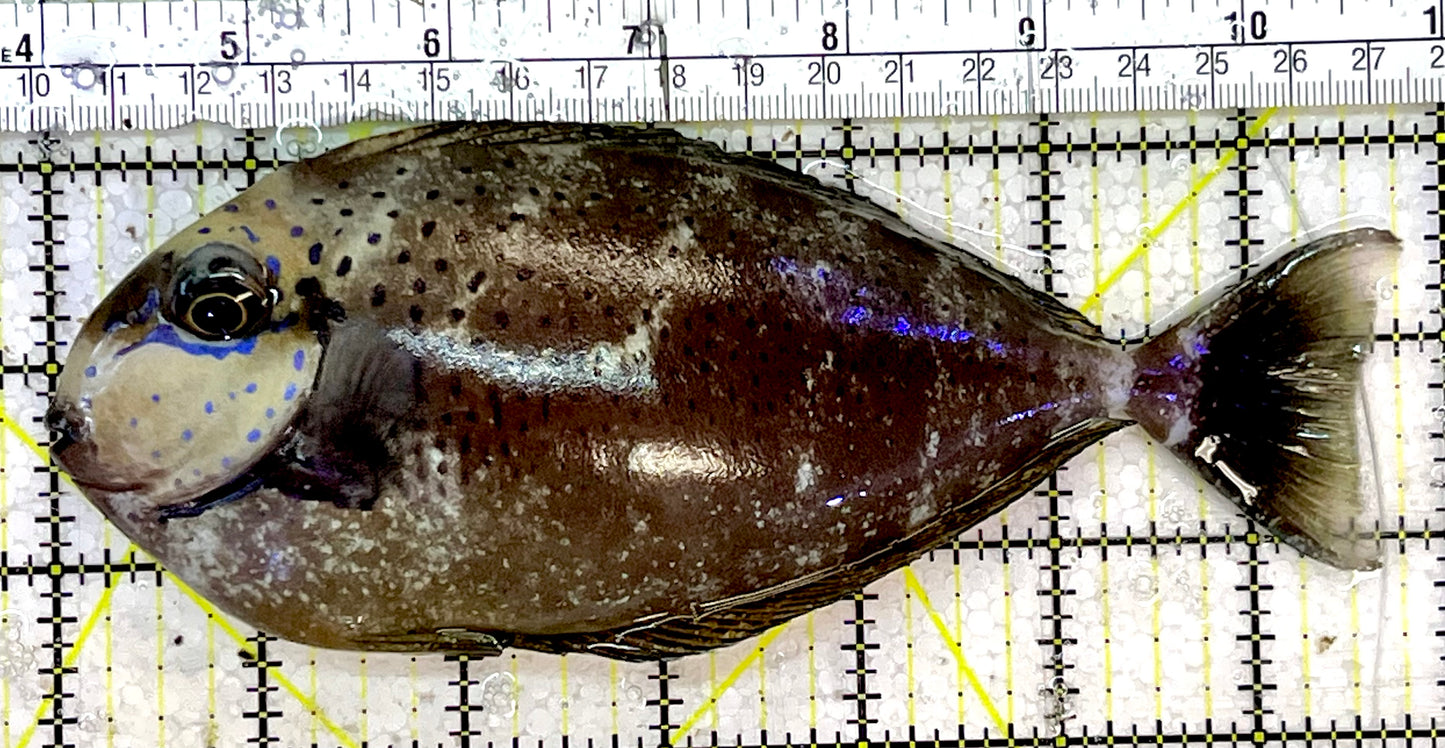 Vlamingi Unicorn Tang VUT051402 WYSIWYG Size: XL 6.75"