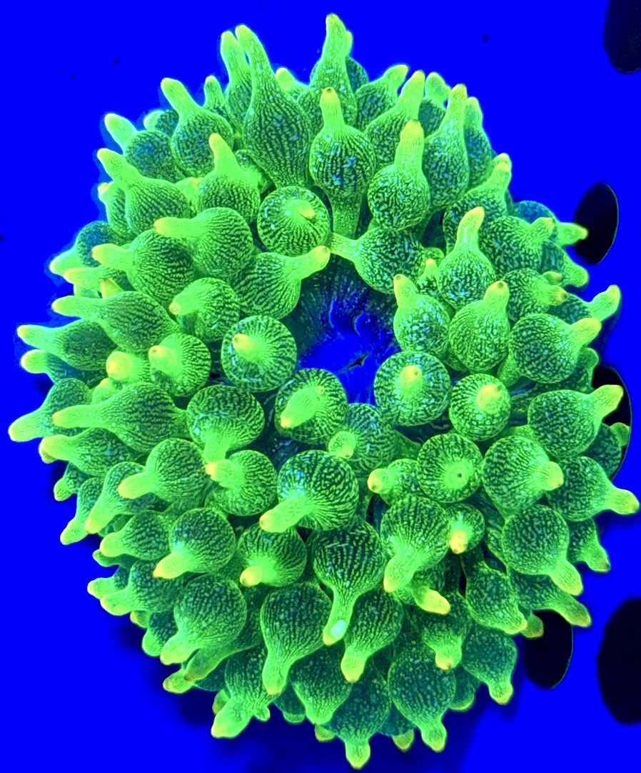 Green Starlight Bubble Tip Anemone GSBA093002 WYSIWYG Size: XL 4" to 5"
