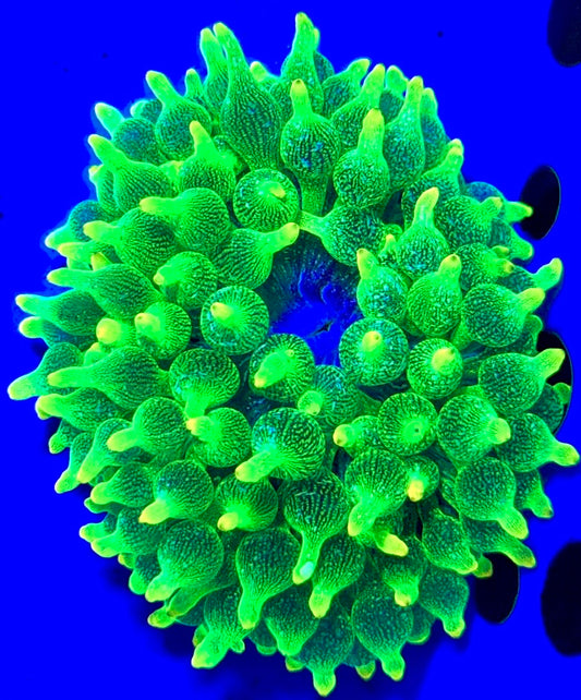 Green Starlight Bubble Tip Anemone GSBA093002 WYSIWYG Size: XL 4" to 5"