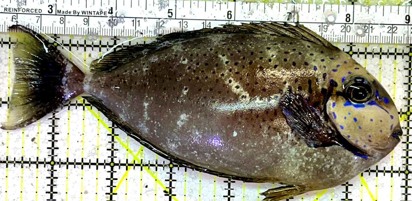 Vlamingi Unicorn Tang VUT051402 WYSIWYG Size: XL 6.75"