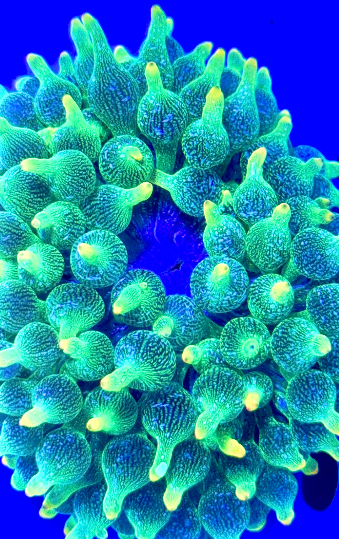 Green Starlight Bubble Tip Anemone GSBA093002 WYSIWYG Size: XL 4" to 5"