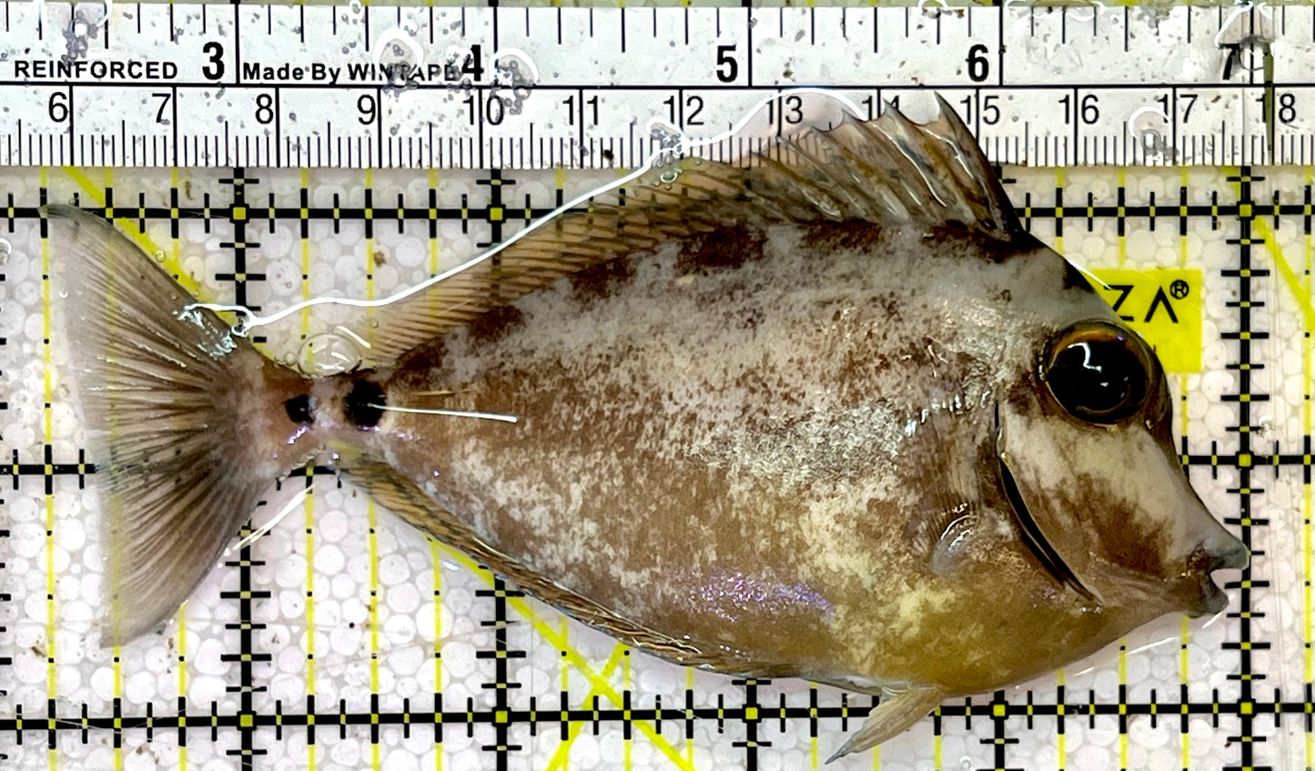 Unicorn Tang UT051501 WYSIWYG Size: ML 4.75”