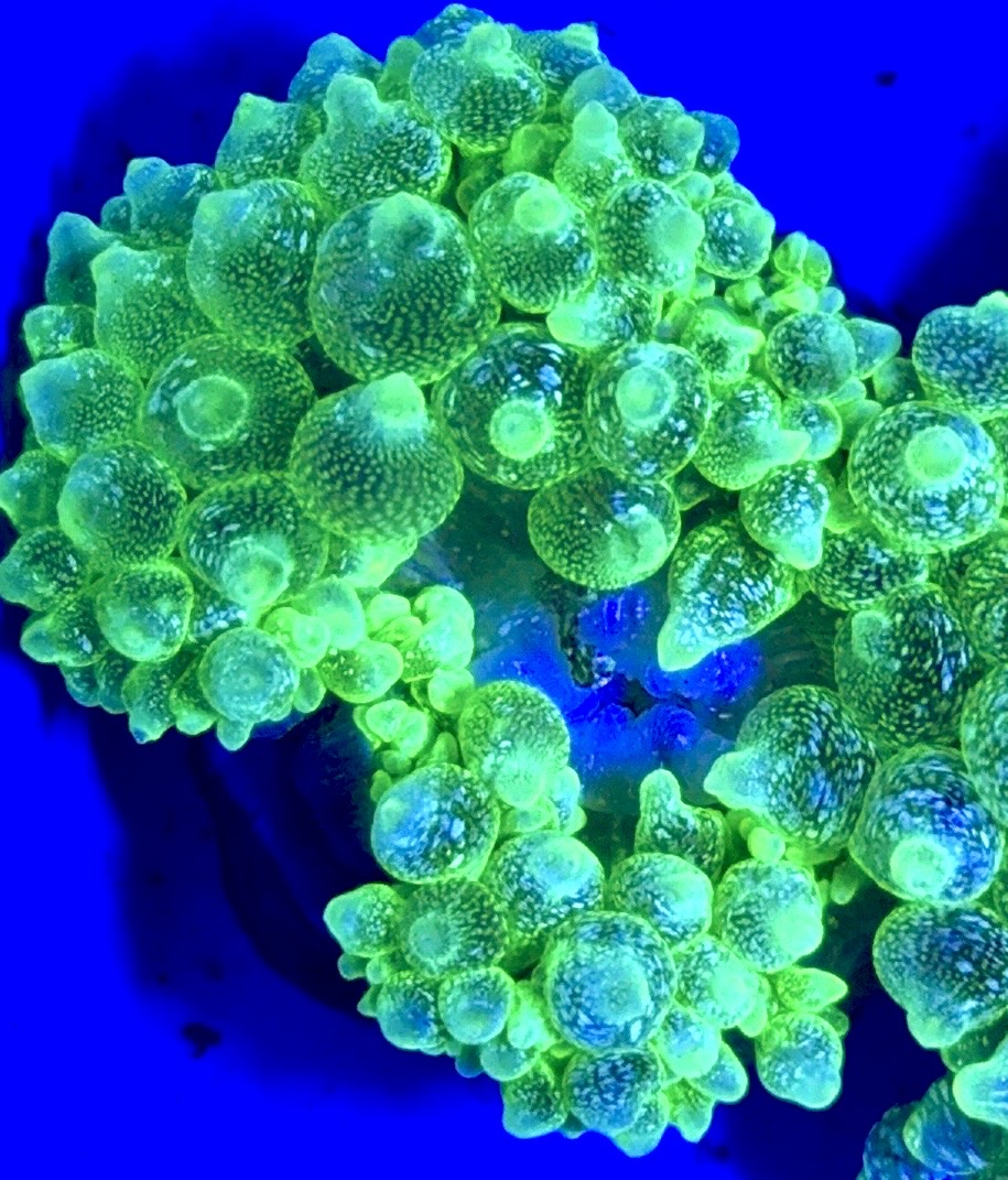 Snow Bubble Tip Anemone SBTA093002 WYSIWYG Size: L 3" to 4"