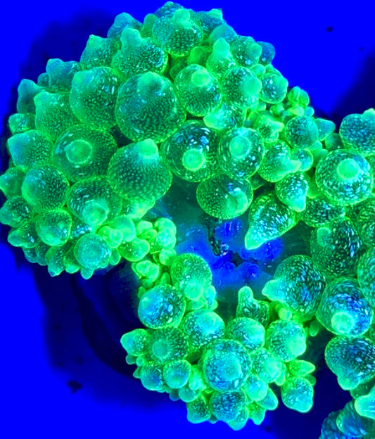 Snow Bubble Tip Anemone SBTA093002 WYSIWYG Size: L 3" to 4"