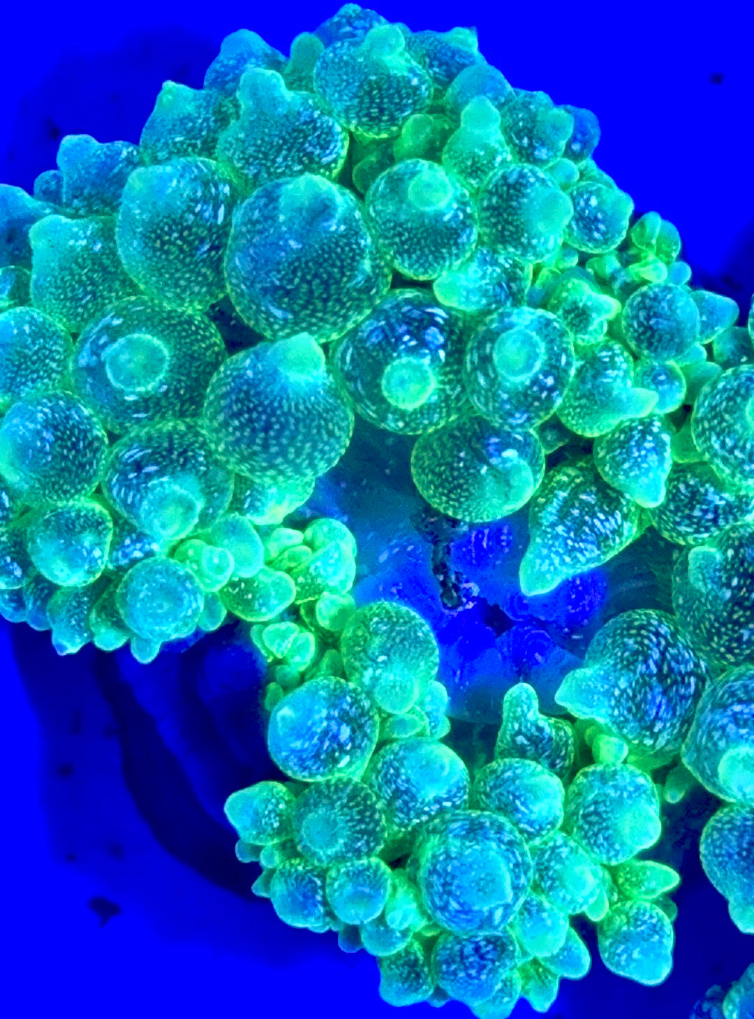 Snow Bubble Tip Anemone SBTA093002 WYSIWYG Size: L 3" to 4"