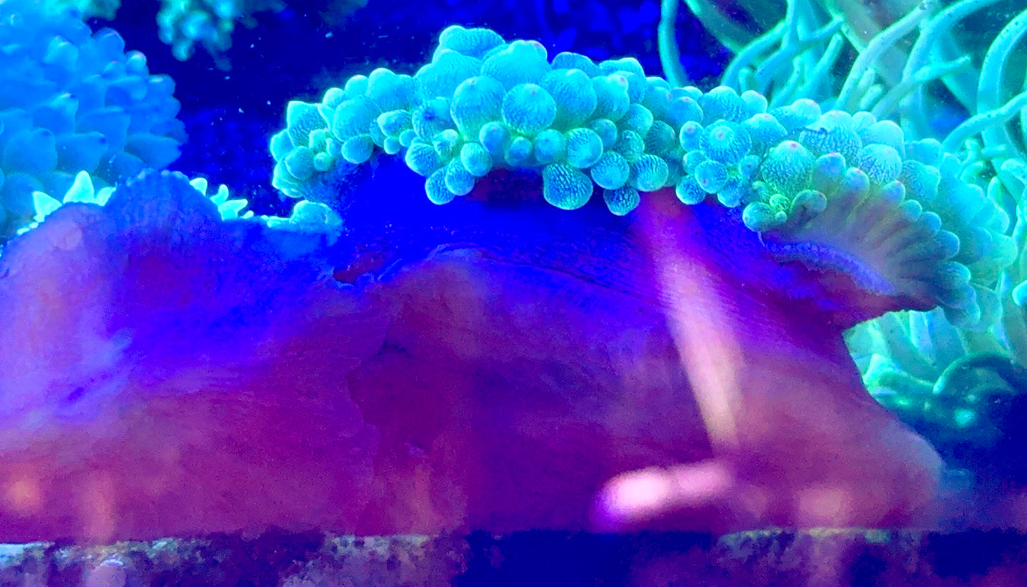 Green Starlight Bubble Tip Anemone GSBA093003 WYSIWYG Size: XXL 5" to 6"
