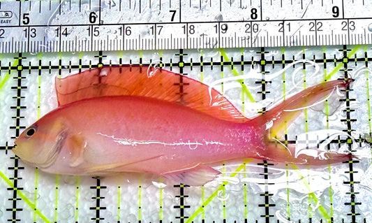 Ignitus Anthias IA071901 WYSIWYG Size: L 4"
