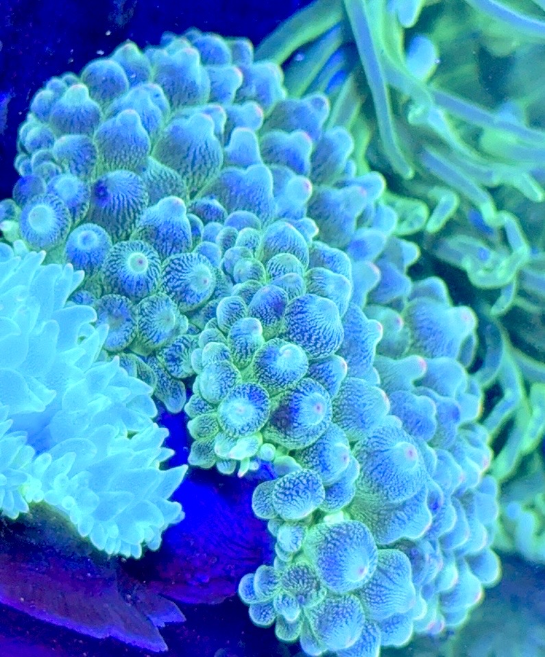Green Starlight Bubble Tip Anemone GSBA093003 WYSIWYG Size: XXL 5" to 6"