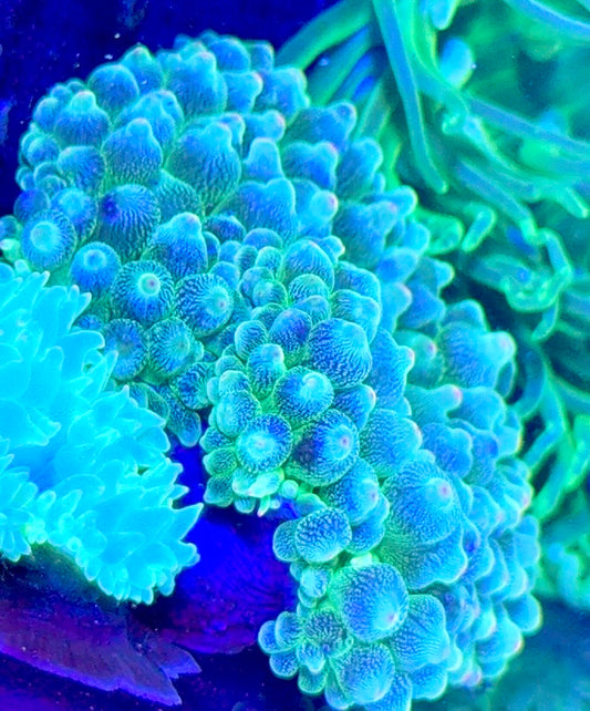 Green Starlight Bubble Tip Anemone GSBA093003 WYSIWYG Size: XXL 5" to 6"