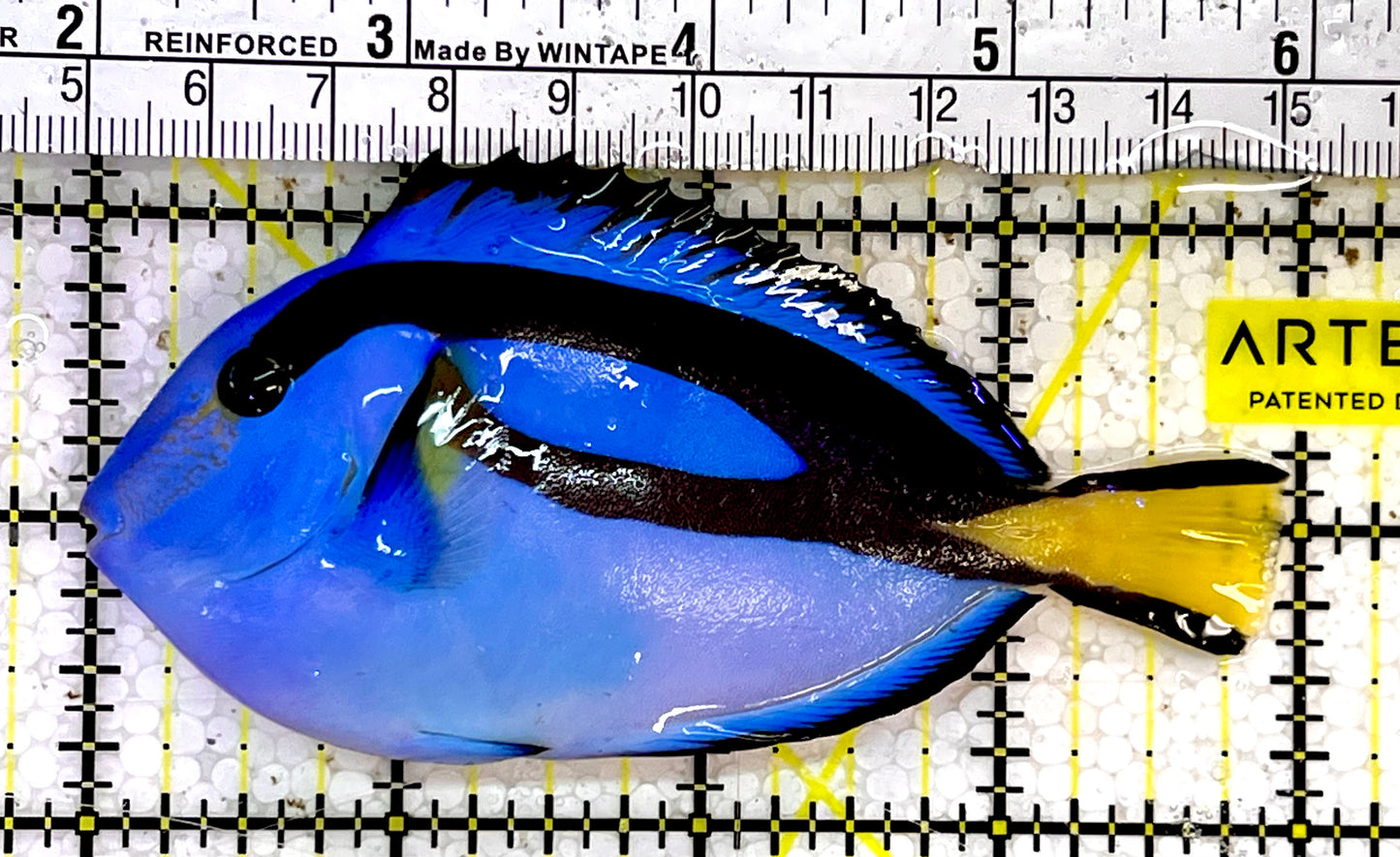 Blue Hippo Tang  BHT051501 WYSIWYG Size: M 4"