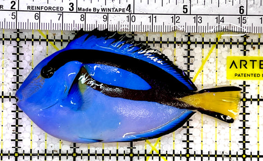 Blue Hippo Tang  BHT051501 WYSIWYG Size: M 4"