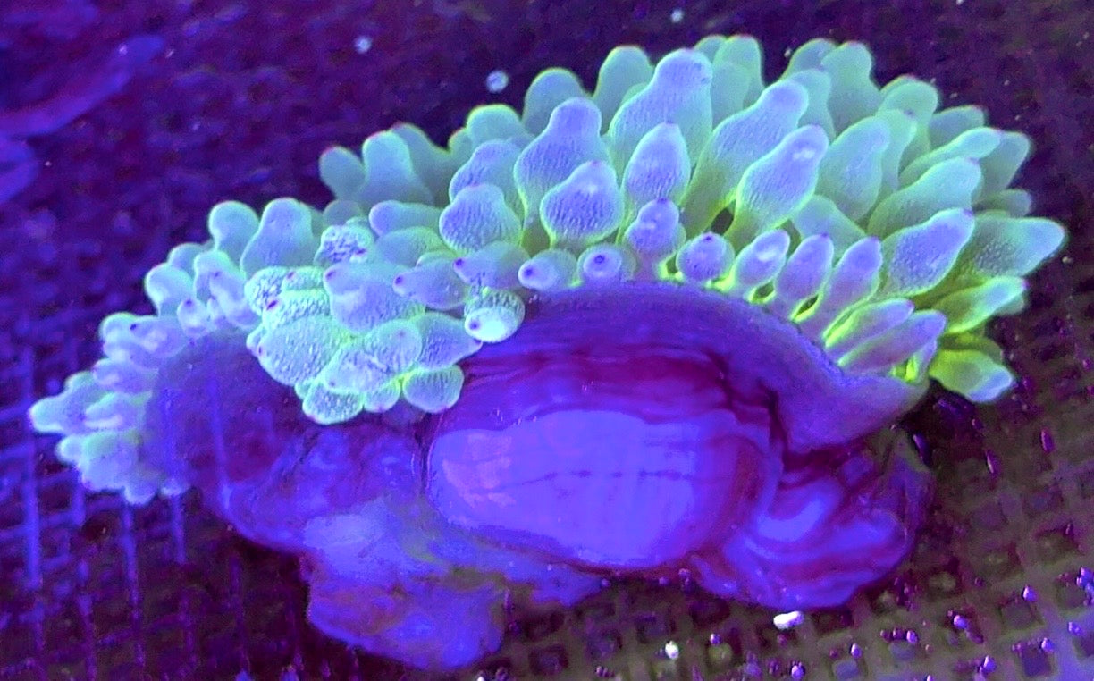 Snow Bubble Tip Anemone SBTA100101 WYSIWYG Size: L 3" to 4"