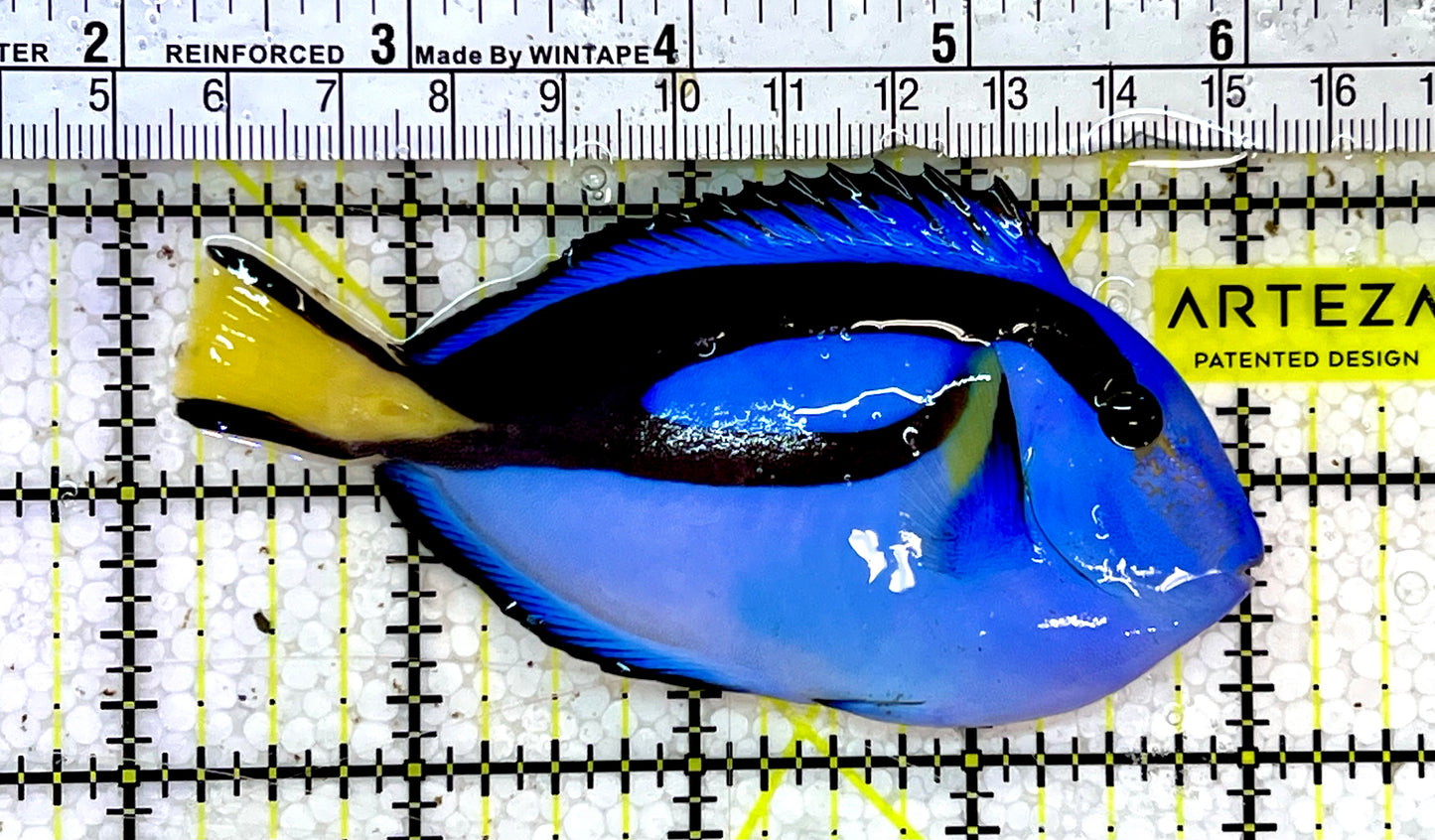 Blue Hippo Tang  BHT051501 WYSIWYG Size: M 4"