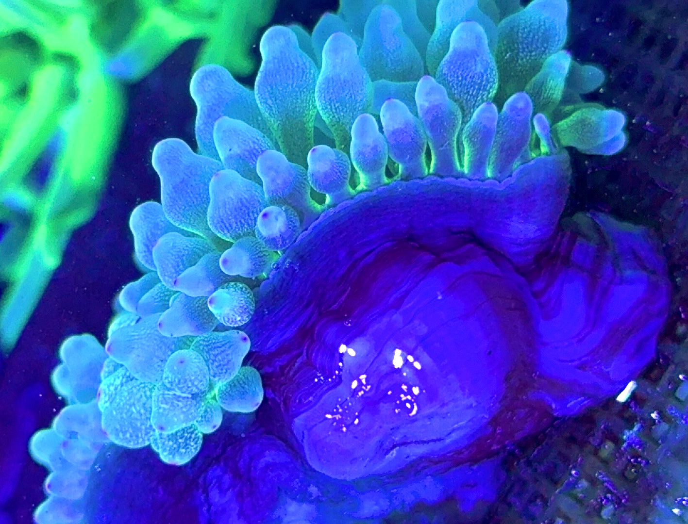 Snow Bubble Tip Anemone SBTA100101 WYSIWYG Size: L 3" to 4"