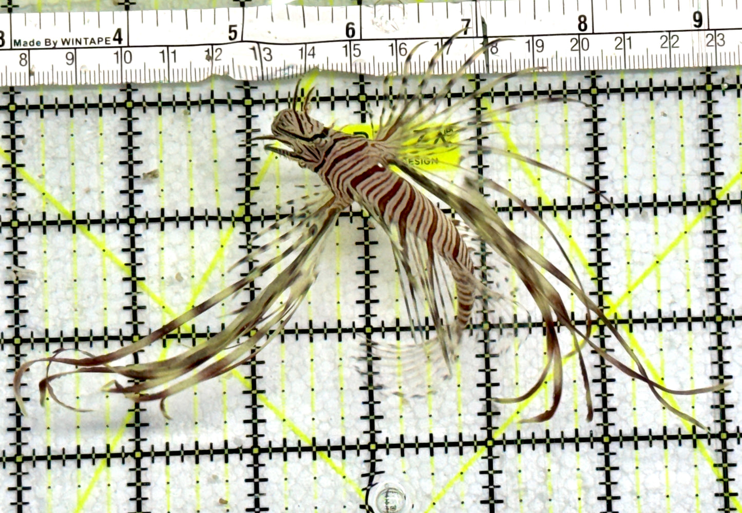 Red Volitan Lionfish RVL072501 WYSIWYG Size: M 3"