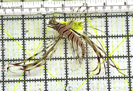 Red Volitan Lionfish RVL072501 WYSIWYG Size: M 3"