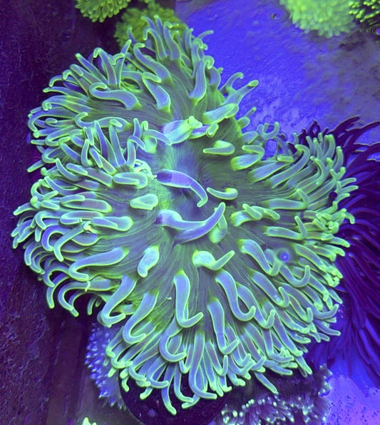 Green Long Tentacle Anemone GLTA100105 WYSIWYG Size XL: 9" to 11"