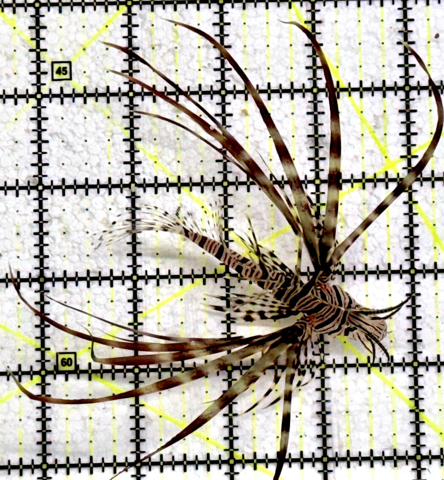 Red Volitan Lionfish RVL072501 WYSIWYG Size: M 3"